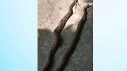 পাবনায় পিটিয়ে মারা হলো দুটি রাসেলস ভাইপার